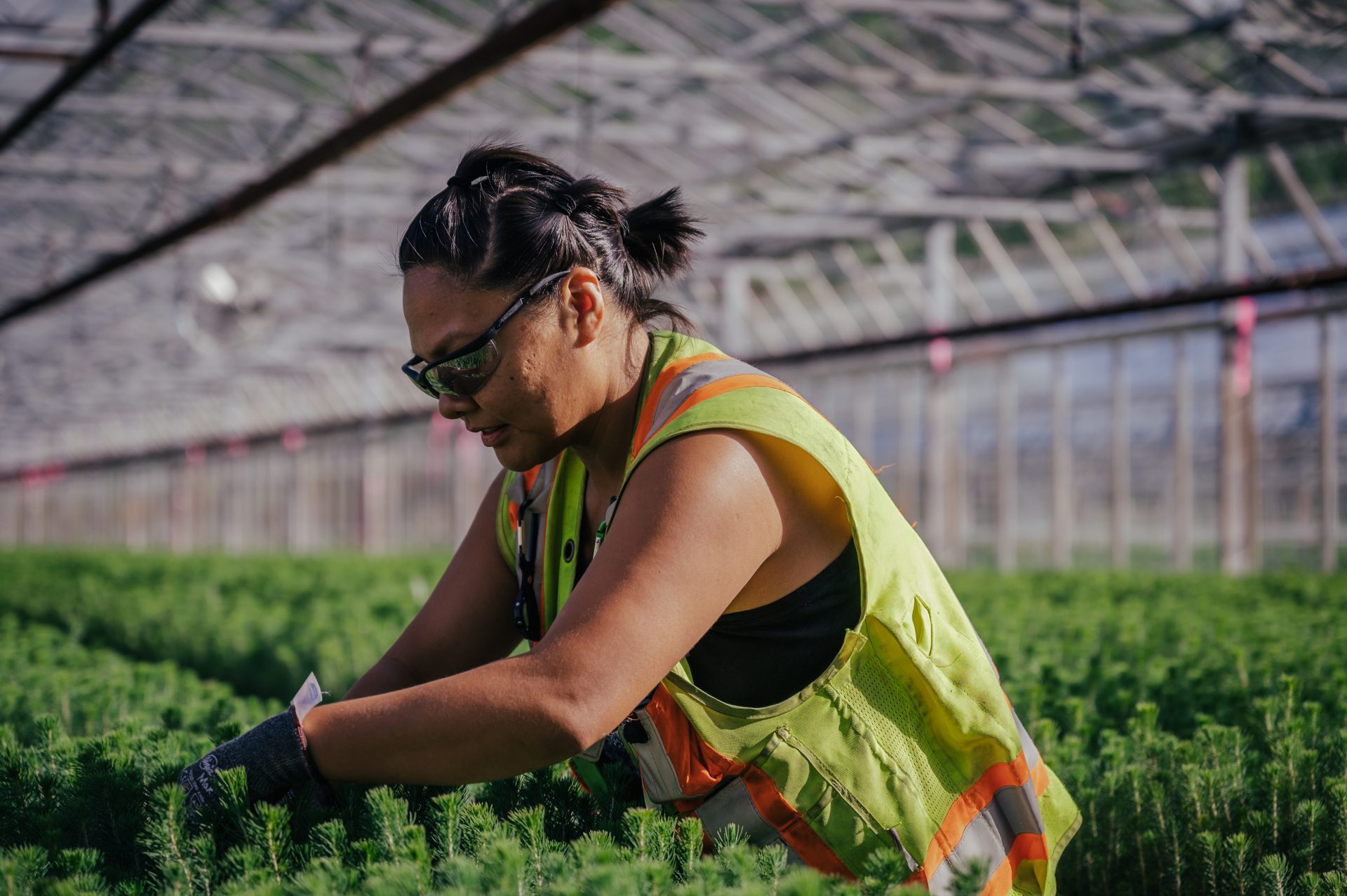 Canfor The West Harbour